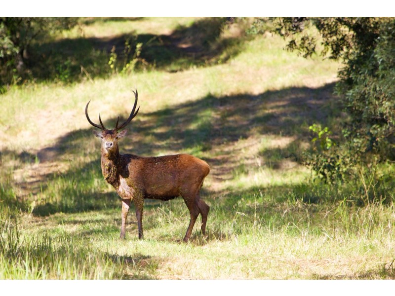 3599 Maleny Kenilworth Road, Kenilworth QLD 4574