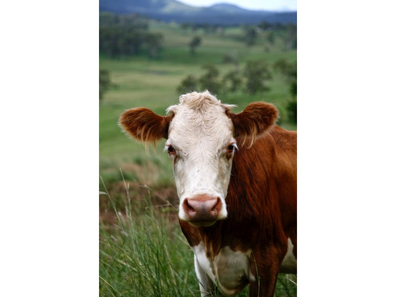 3599 Maleny Kenilworth Road, Kenilworth QLD 4574