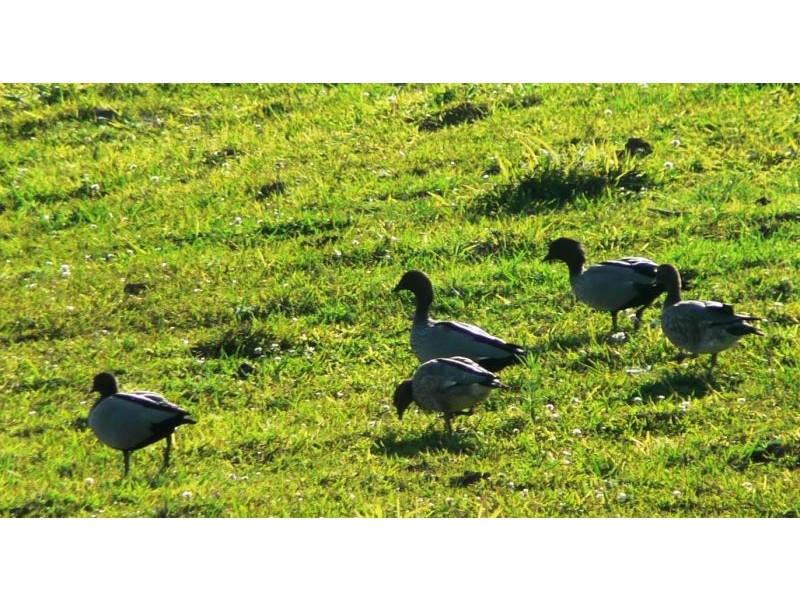 Cooroy Mountain QLD 4563