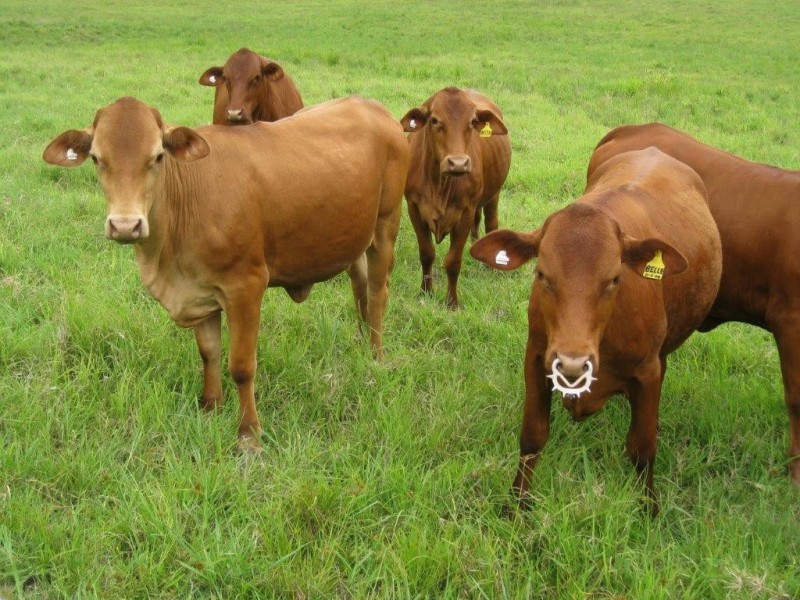 1810 Obi Obi Rd, Kenilworth QLD 4574