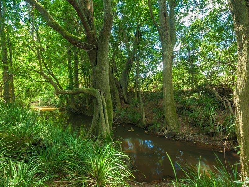 66 Happy Jack Ck Rd, Ridgewood QLD 4563