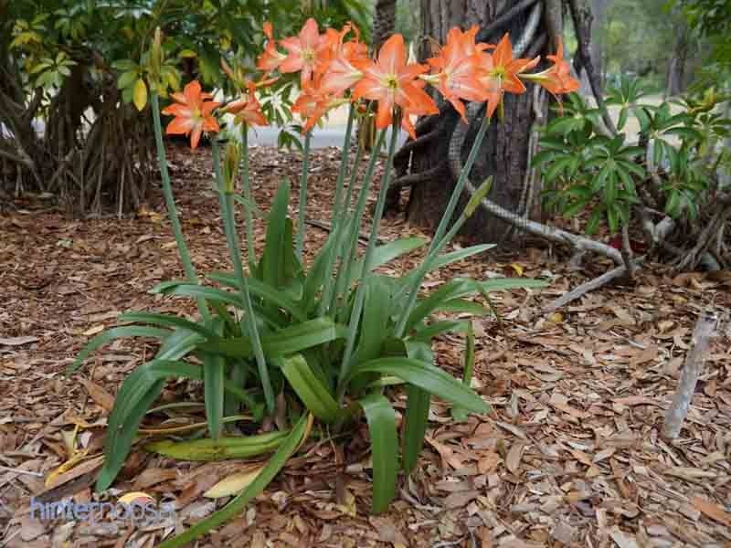 22 Kingsgate Drive, Tinbeerwah QLD 4563