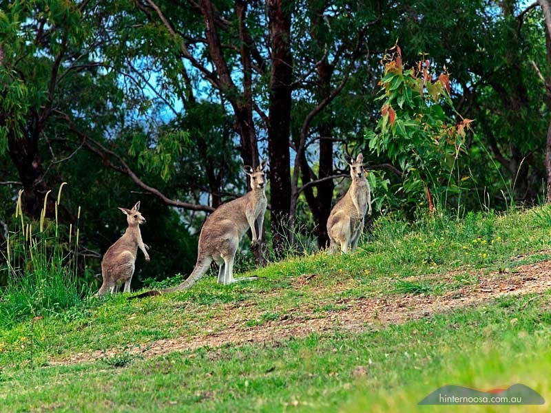 49 Martins Road, Cooroy QLD 4563