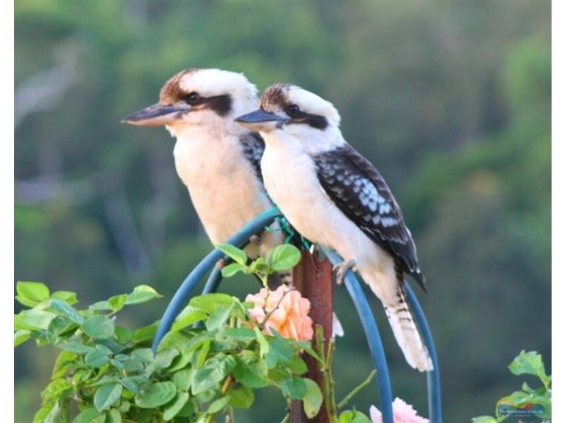 Lot 4 Cedar Springs, Jocelyn Dr, Tinbeerwah QLD 4563