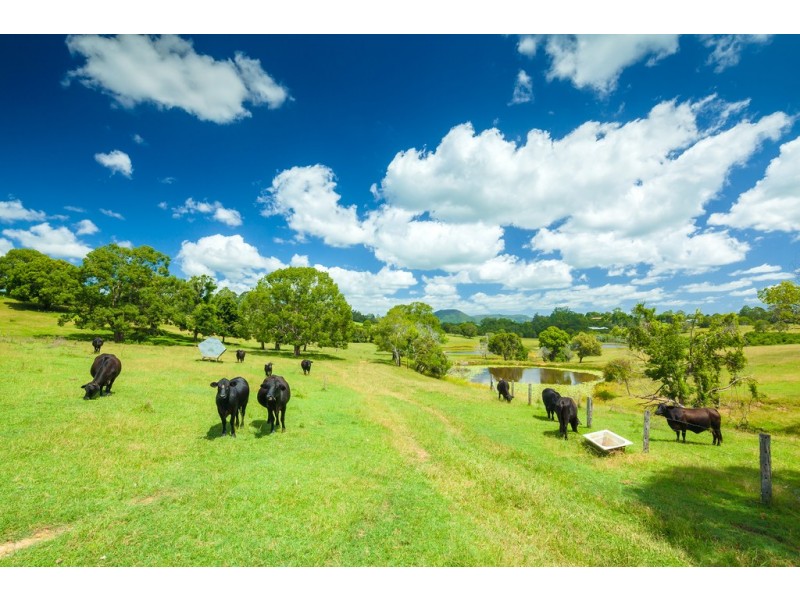244 Cooroy Mountain Road, Cooroy Mountain QLD 4563