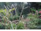 Eumundi QLD 4562