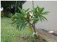 Cooran QLD 4569