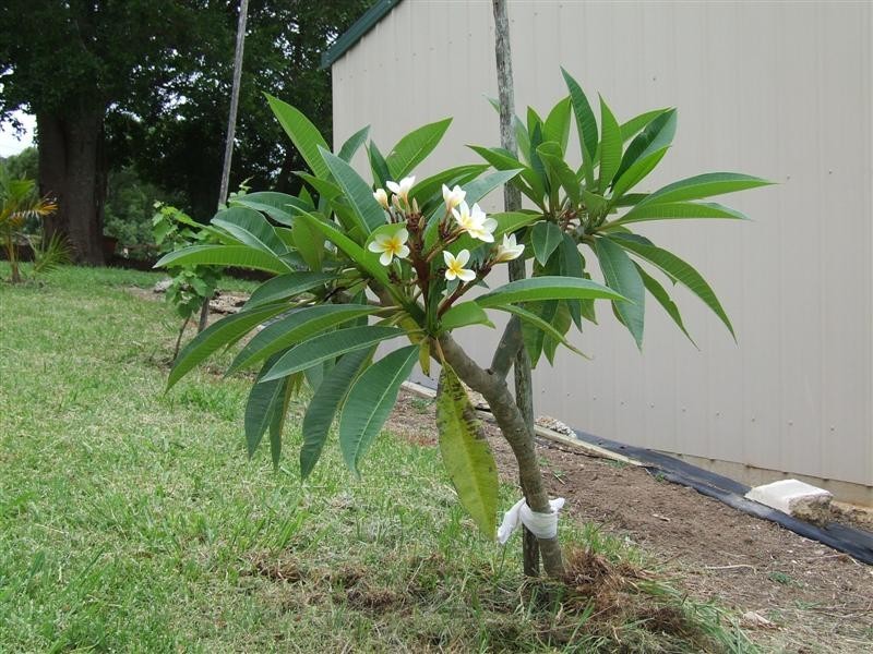Cooran QLD 4569