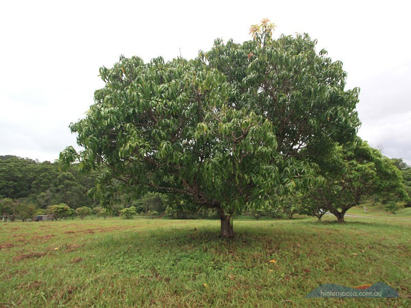 73 Botanica Cct, Doonan QLD 4562