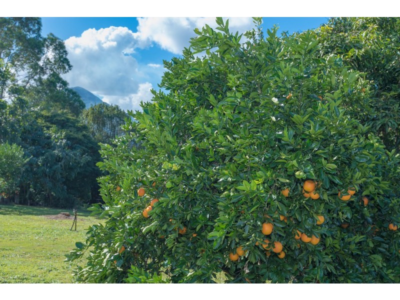 3 Capricorn Court, Eumundi QLD 4562