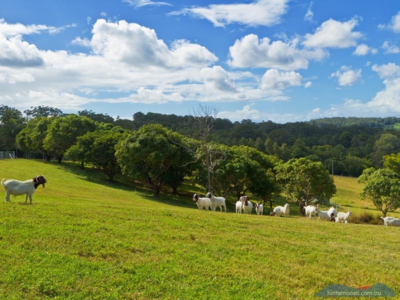 45 Hatfield Road, Eumundi QLD 4562