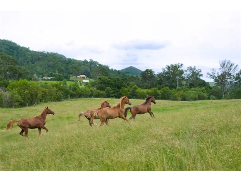 52 Musavale Road, Eumundi QLD 4562