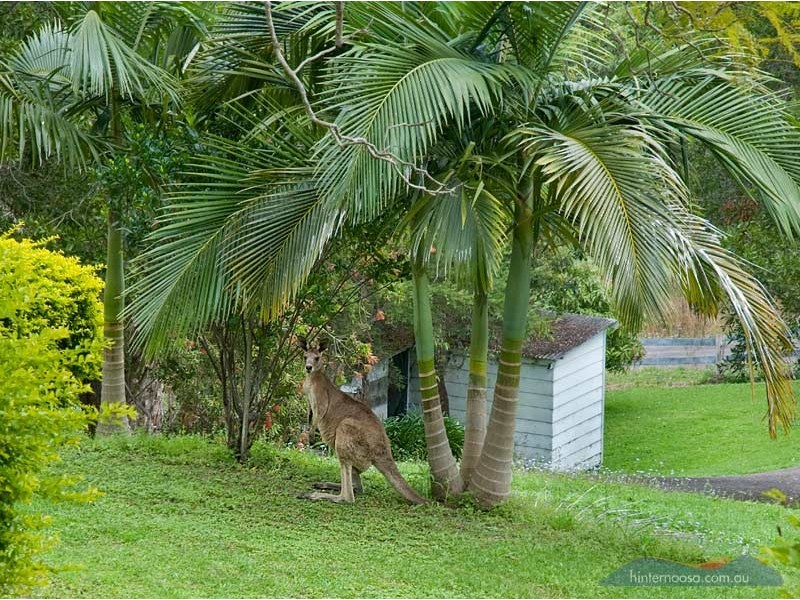 Eumundi QLD 4562