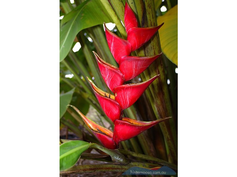 236 Seib Road, Eumundi QLD 4562