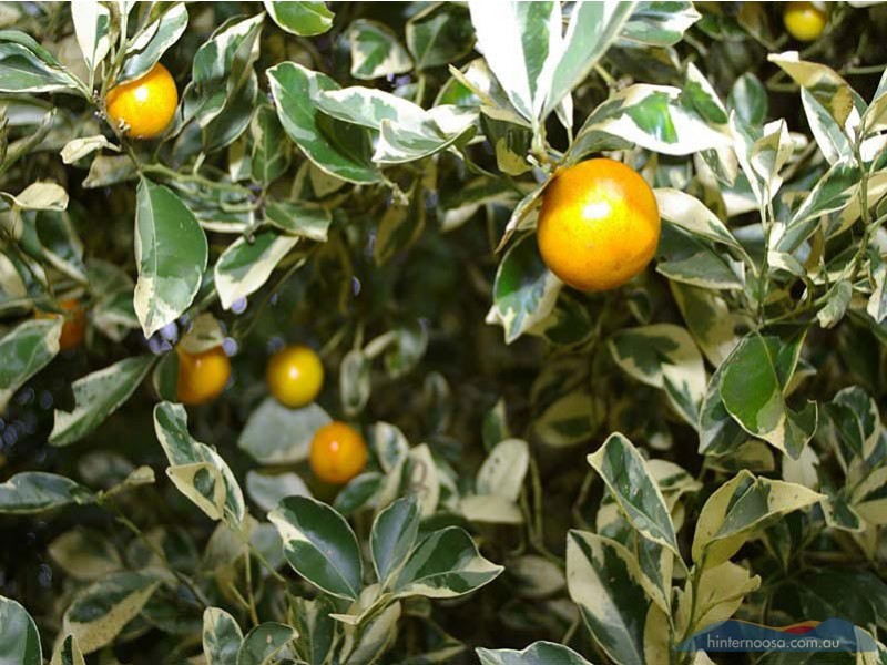 236 Seib Road, Eumundi QLD 4562