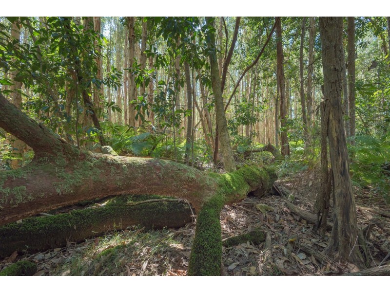 50 Silvertop Road, Doonan QLD 4562