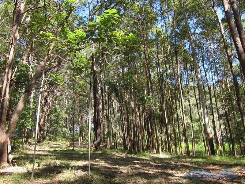 46 Stewart Ct, Doonan QLD 4562