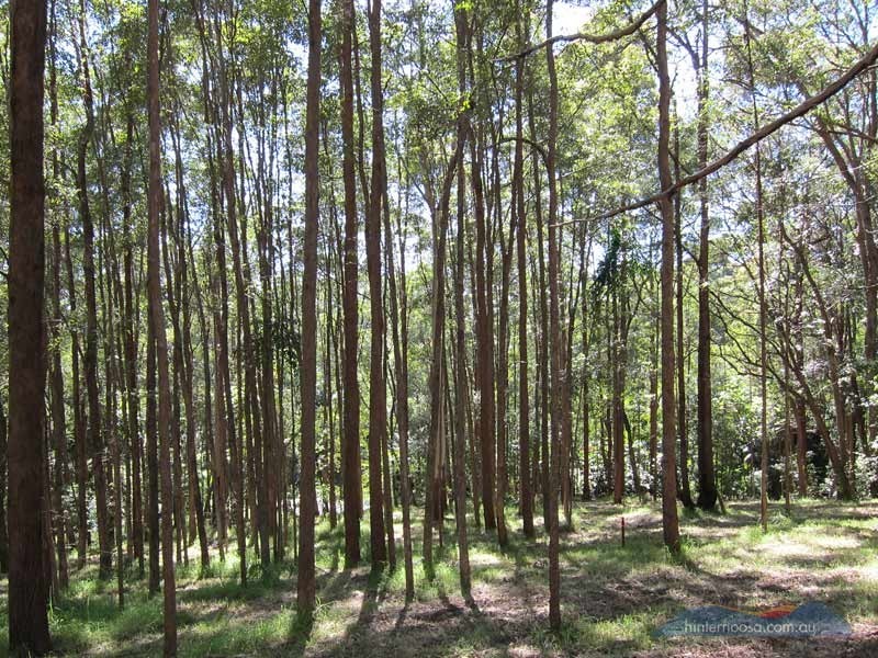 46 Stewart Ct, Doonan QLD 4562