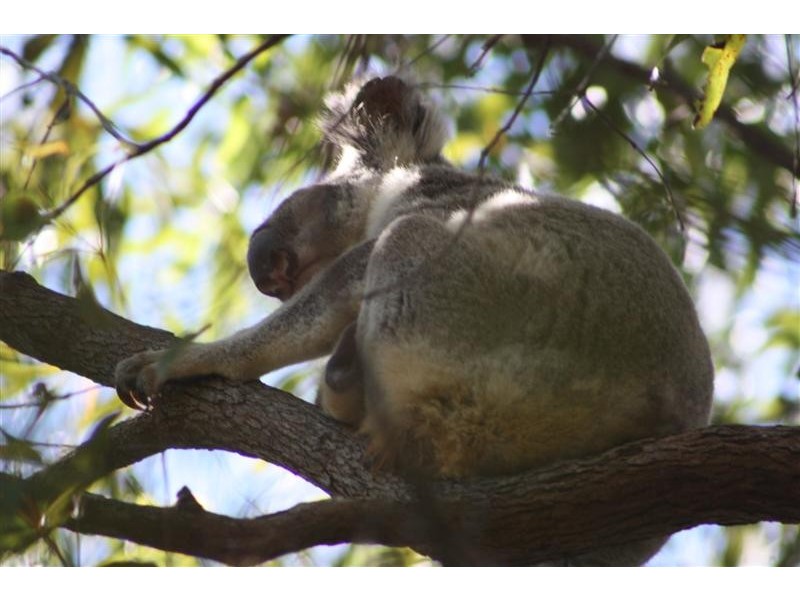 19 Wust Road, Doonan QLD 4562