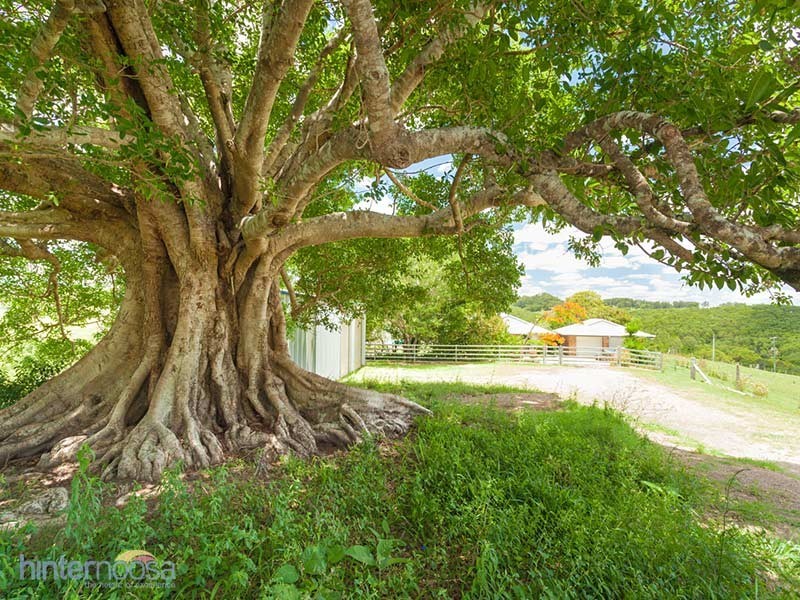 595 Black Mountain Road, Black Mountain QLD 4563