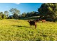 430 Black Mountain Road, Black Mountain QLD 4563