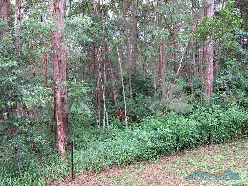 59 Blueberry Drive, Black Mountain QLD 4563