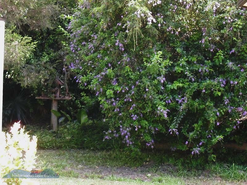 83 Blueberry Dr, Cooroy QLD 4563