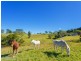 1351 Cooroy-Belli Creek Road, Ridgewood QLD 4563