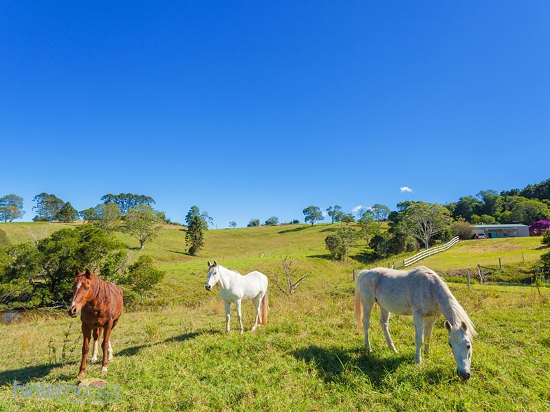 1351 Cooroy-Belli Creek Road, Ridgewood QLD 4563