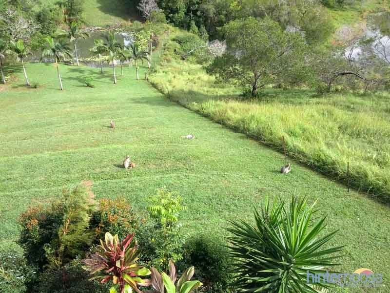 96 Evans Road, Black Mountain QLD 4563