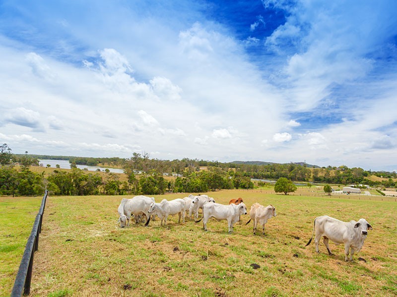 27 Grevillea Lane, Lake Macdonald QLD 4563