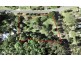 5 Kamala Drive, Lake Macdonald QLD 4563