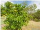 9 Leatherwood Lane, Black Mountain QLD 4563