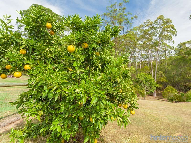 9 Leatherwood Lane, Black Mountain QLD 4563