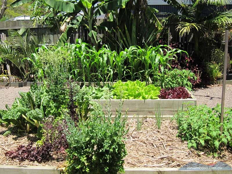 77 Maple St, Cooroy QLD 4563