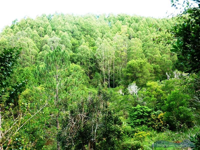 210 Musa Vale Rd, Cooroy QLD 4563