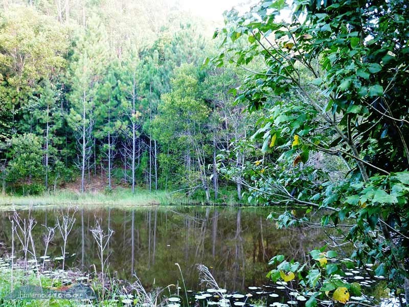 210 Musa Vale Rd, Cooroy QLD 4563