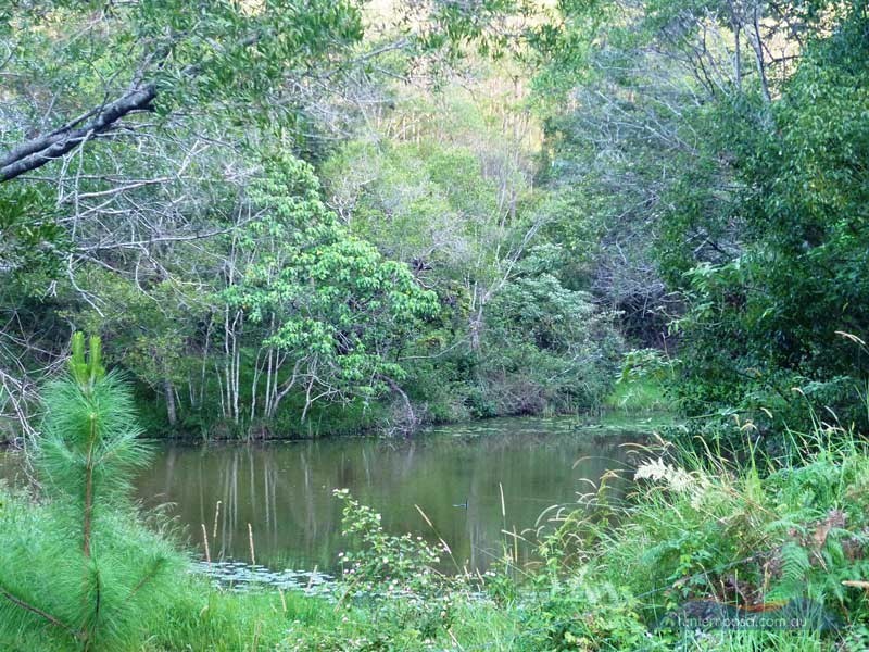 210 Musa Vale Rd, Cooroy QLD 4563