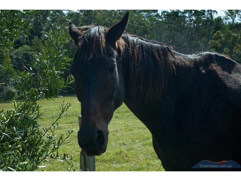 Lot 3, 78 Pearsons Rd, Cooroy QLD 4563