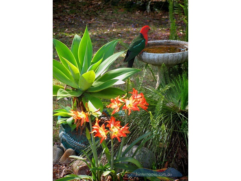 9 Ponderosa Dr, Cooroy QLD 4563