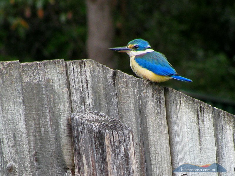 9 Ponderosa Dr, Cooroy QLD 4563