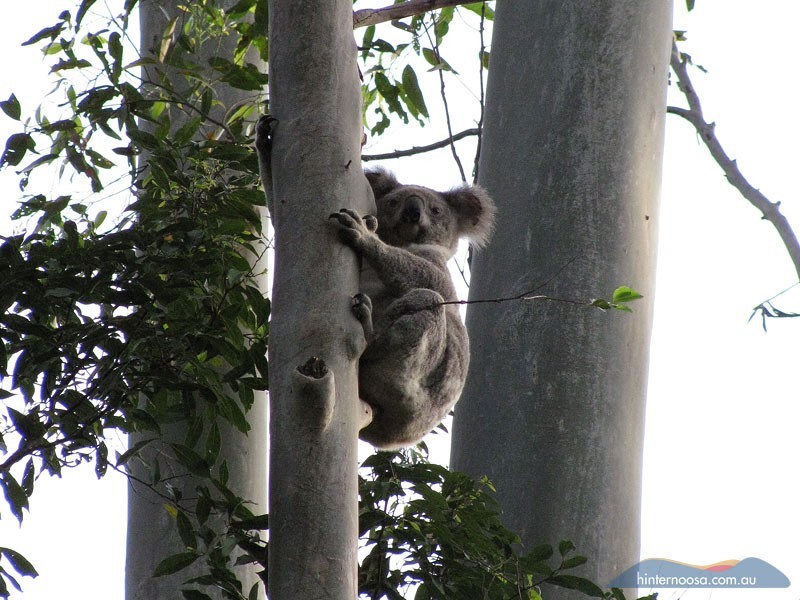 9 Ponderosa Dr, Cooroy QLD 4563