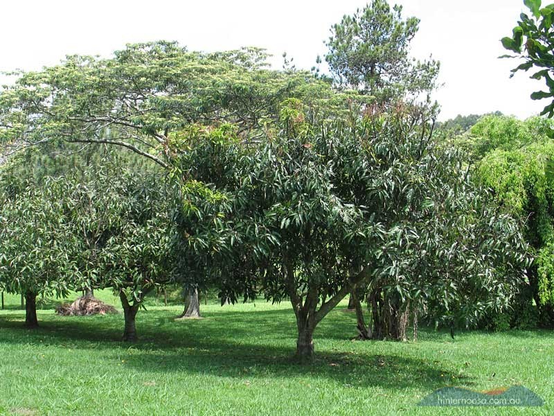 2 Springfield Circle, Cooroy QLD 4563