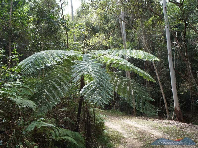 60 Stanfield Lane, Cooroy QLD 4563