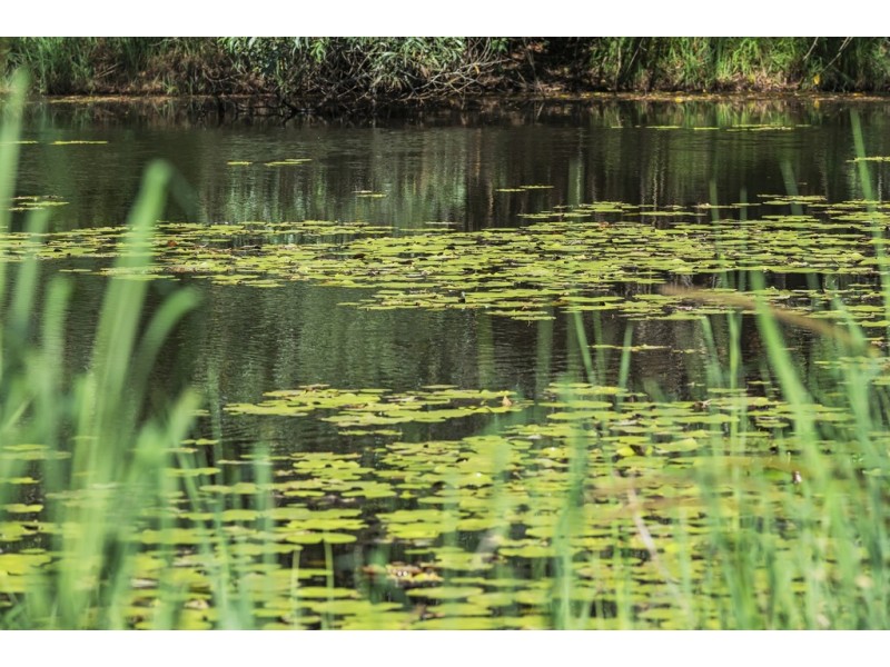 85 Tallowwood Place, Black Mountain QLD 4563