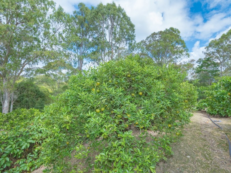 108 Tallowwood Place, Black Mountain QLD 4563