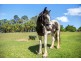 36 Tunba Ct, Cooroy Mountain QLD 4563