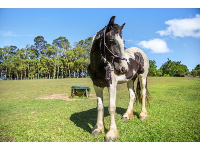 36 Tunba Ct, Cooroy Mountain QLD 4563