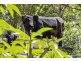 36 Tunba Ct, Cooroy Mountain QLD 4563