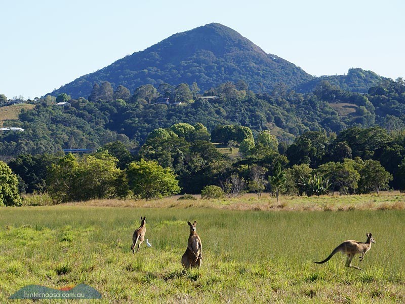 7 Sale Street, Eumundi QLD 4562